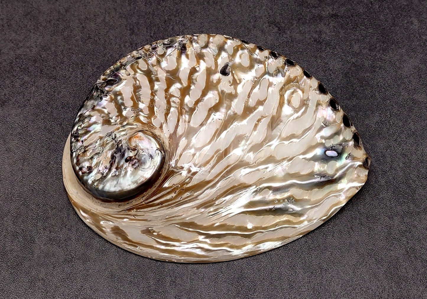Polished White Abalone Midas Seashell Haliotis Midae (1 shell approx. 5+ inches) Iridescent shell polished for display, crafts & collecting!