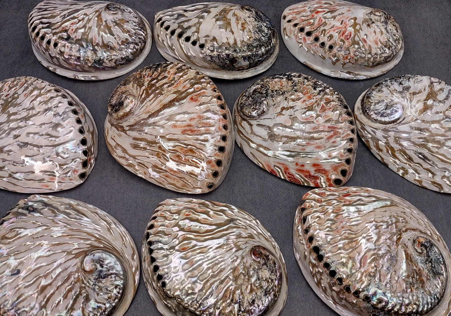 Polished White Abalone Midas Seashell Haliotis Midae (1 shell approx. 5+ inches) Iridescent shell polished for display, crafts & collecting!