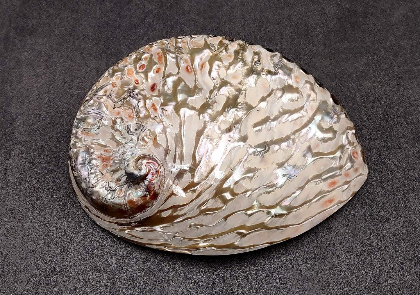 Polished White Abalone Midas Seashell Haliotis Midae (1 shell approx. 5+ inches) Iridescent shell polished for display, crafts & collecting!