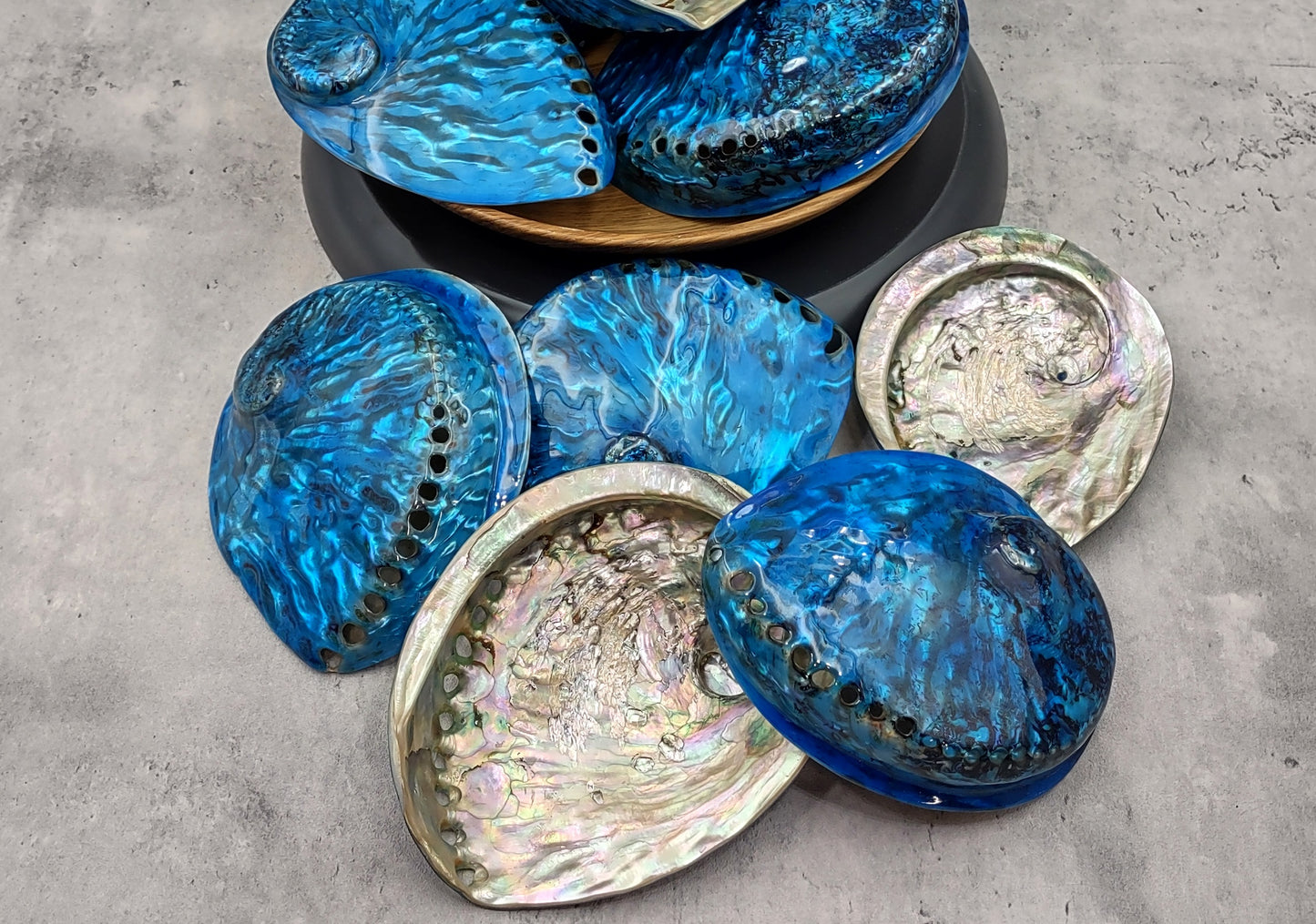 Polished Blue Dyed Abalone Midas Seashell Haliotis Midae (1 shell approx. 5+ inches) Blue tinted shells for display crafts & collecting!