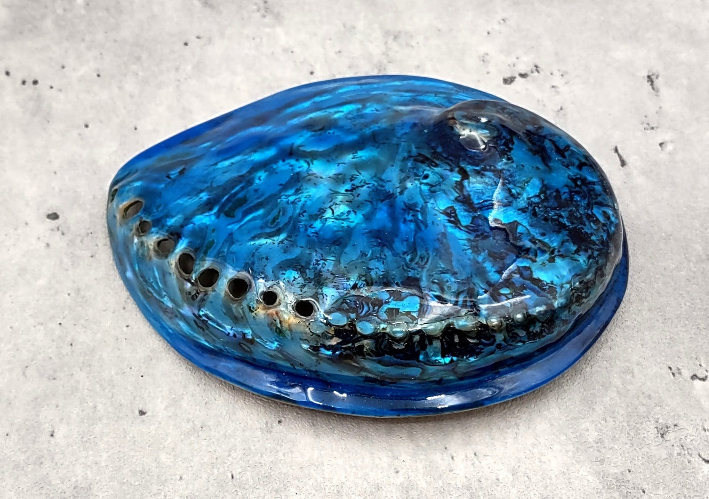Polished Blue Dyed Abalone Midas Seashell Haliotis Midae (1 shell approx. 5+ inches) Blue tinted shells for display crafts & collecting!