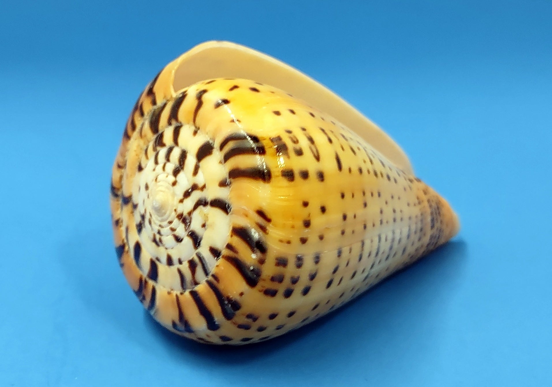 Beech Cone Polished Seashell - Conus Betulinus - (1 shell approx. 3.5-4 inches). Orange and black wrapped wide spiral shell with black dotted designs around the outer side. Copyright 2022 SeaShellSupply.com.