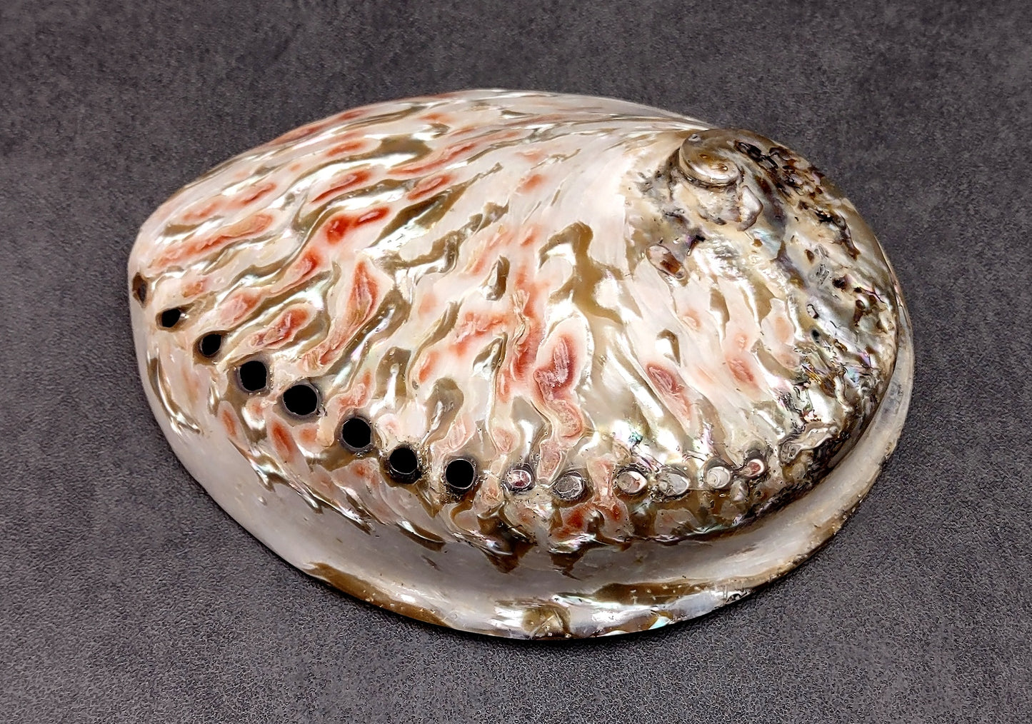 Polished White Abalone Midas Seashell Haliotis Midae (1 shell approx. 5+ inches) Iridescent shell polished for display, crafts & collecting!