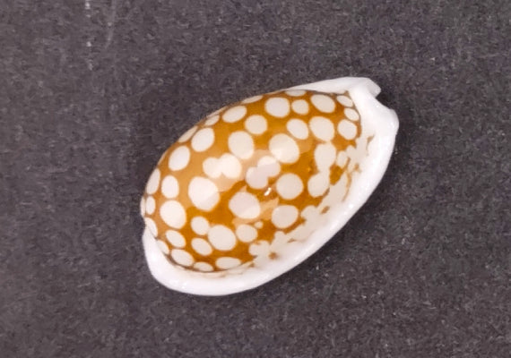 Small Sieve Cowrie - Cypraea Cribaraia - (1 shell, .75-.875 inches). Tan shell with white edges and spots along the back. Copyright 2022 SeaShellSupply.com.