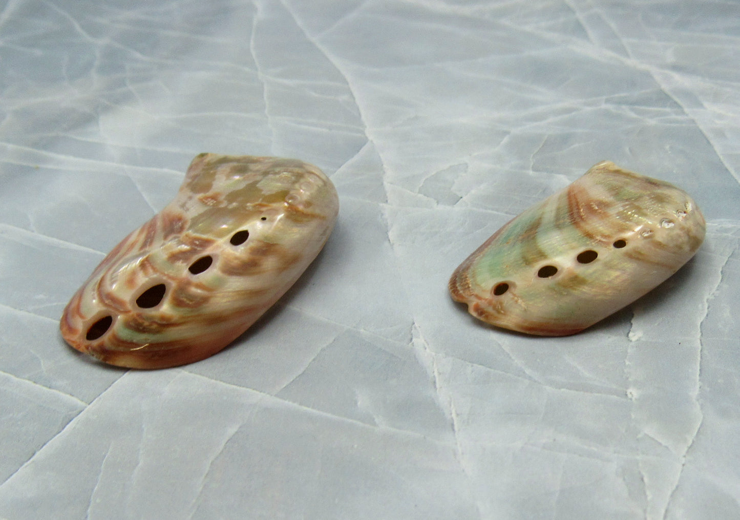 Polished Red Abalone Seashell Haliotis Rufescens (2 shells approx. 1.5+ inches) Polished sea shell amazing for arts & crafts or décor! Brown ombre polished shells. Copy right 2024 SeaShellSupply.com