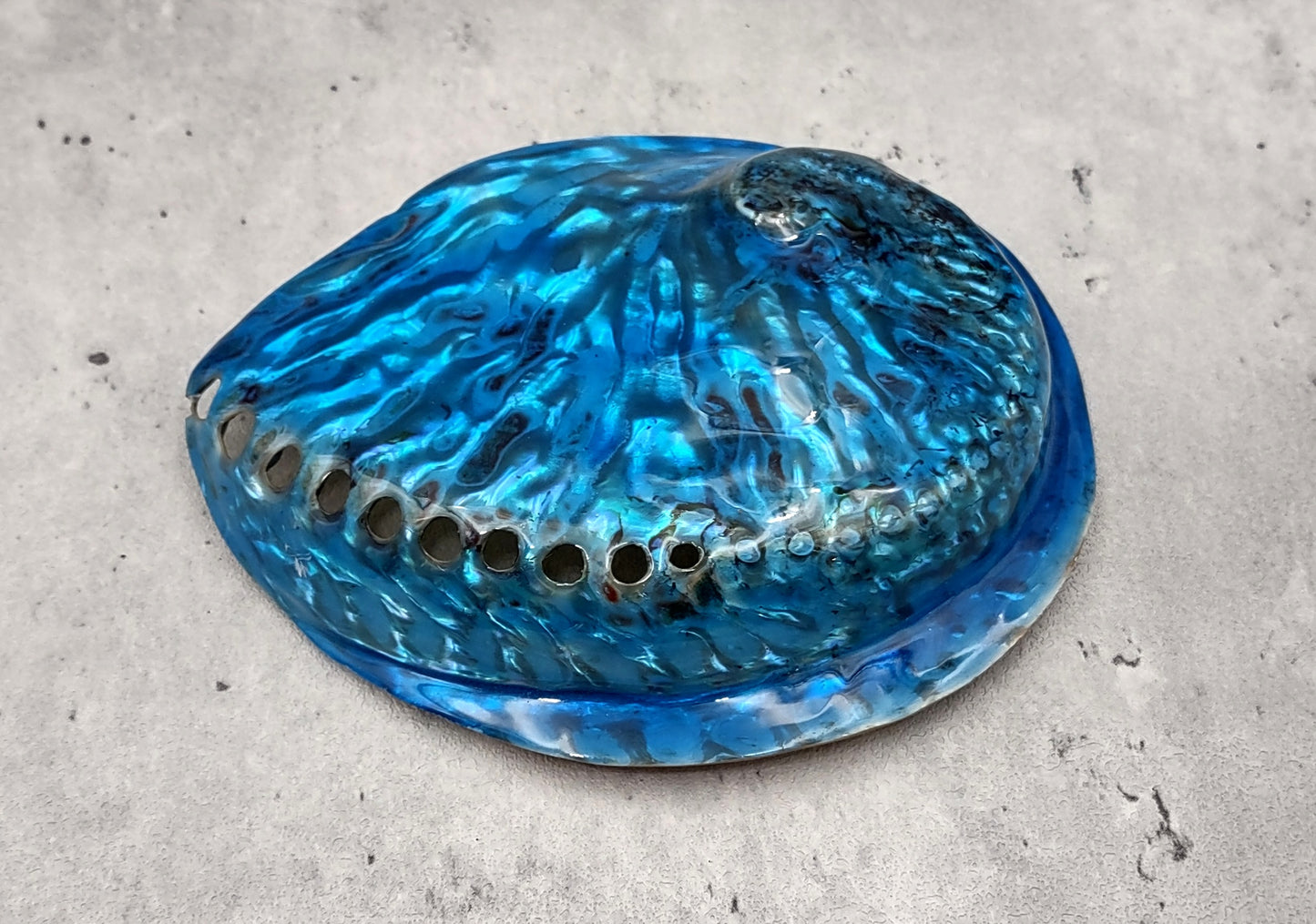 Polished Blue Dyed Abalone Midas Seashell Haliotis Midae (1 shell approx. 5+ inches) Blue tinted shells for display crafts & collecting!