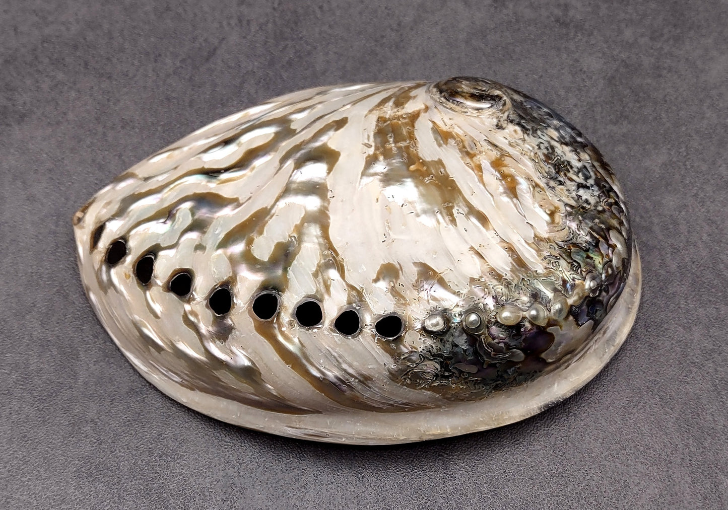 Polished White Abalone Midas Seashell Haliotis Midae (1 shell approx. 5+ inches) Iridescent shell polished for display, crafts & collecting!