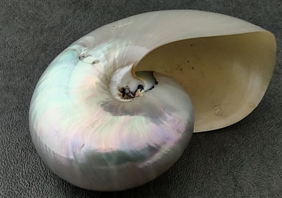 Pearlized Nautilus Polished Seashell - Nautilus Pompilius - (1 shell approx. 2-3 inches) on dark background. Copyright 2022 SeaShellSupply.com.