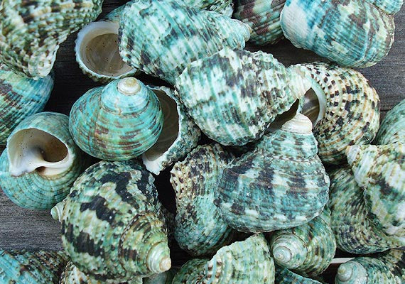Jade Green Turbo Seashells - Turbo Brunneus - (10 shells approx. 1-2 inches). Pile of multiple shaded spiral turquoise shells. Copyright 2022 SeaShellSupply.com.