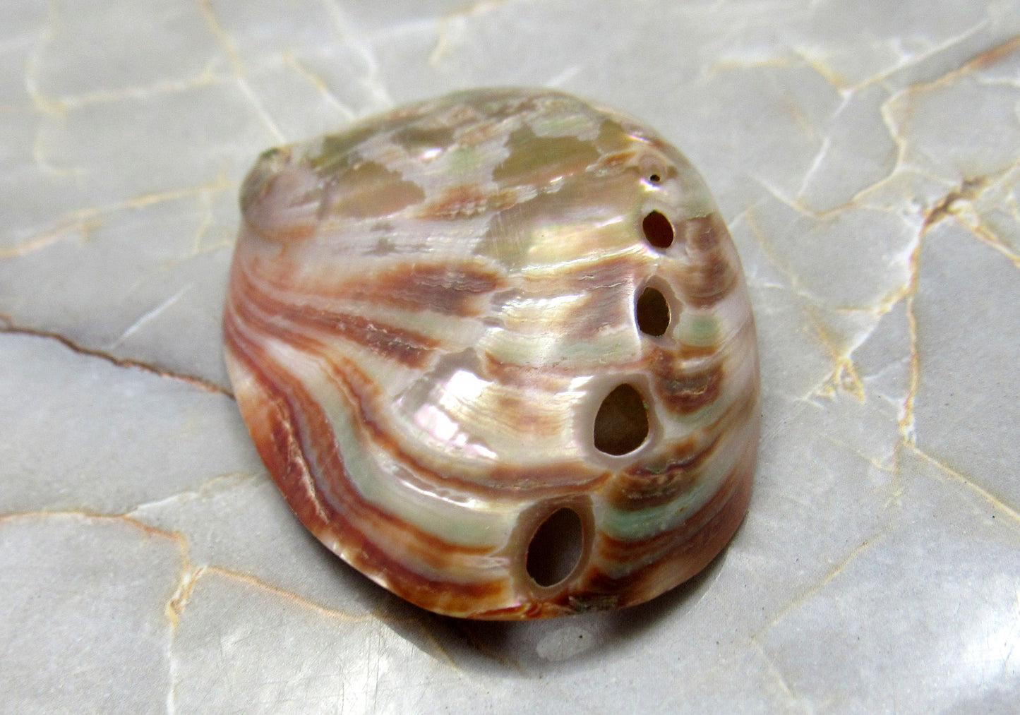 Polished Red Abalone Seashell Haliotis Rufescens (2 shells approx. 1.5+ inches) Polished sea shell amazing for arts & crafts or décor! Brown ombre polished shells. Copy right 2024 SeaShellSupply.com