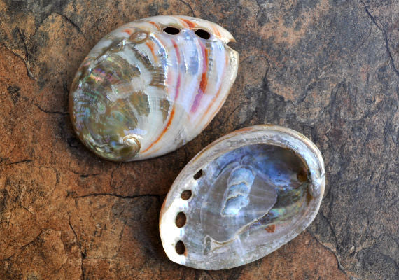 Polished Red Abalone - Haliotis Rufescens - (1 shell 2.5-2.75 inches). Two colorful shells with some little holes, one showing the outside color and then the inside opening. Copyright 2022 SeaShellSupply.com.