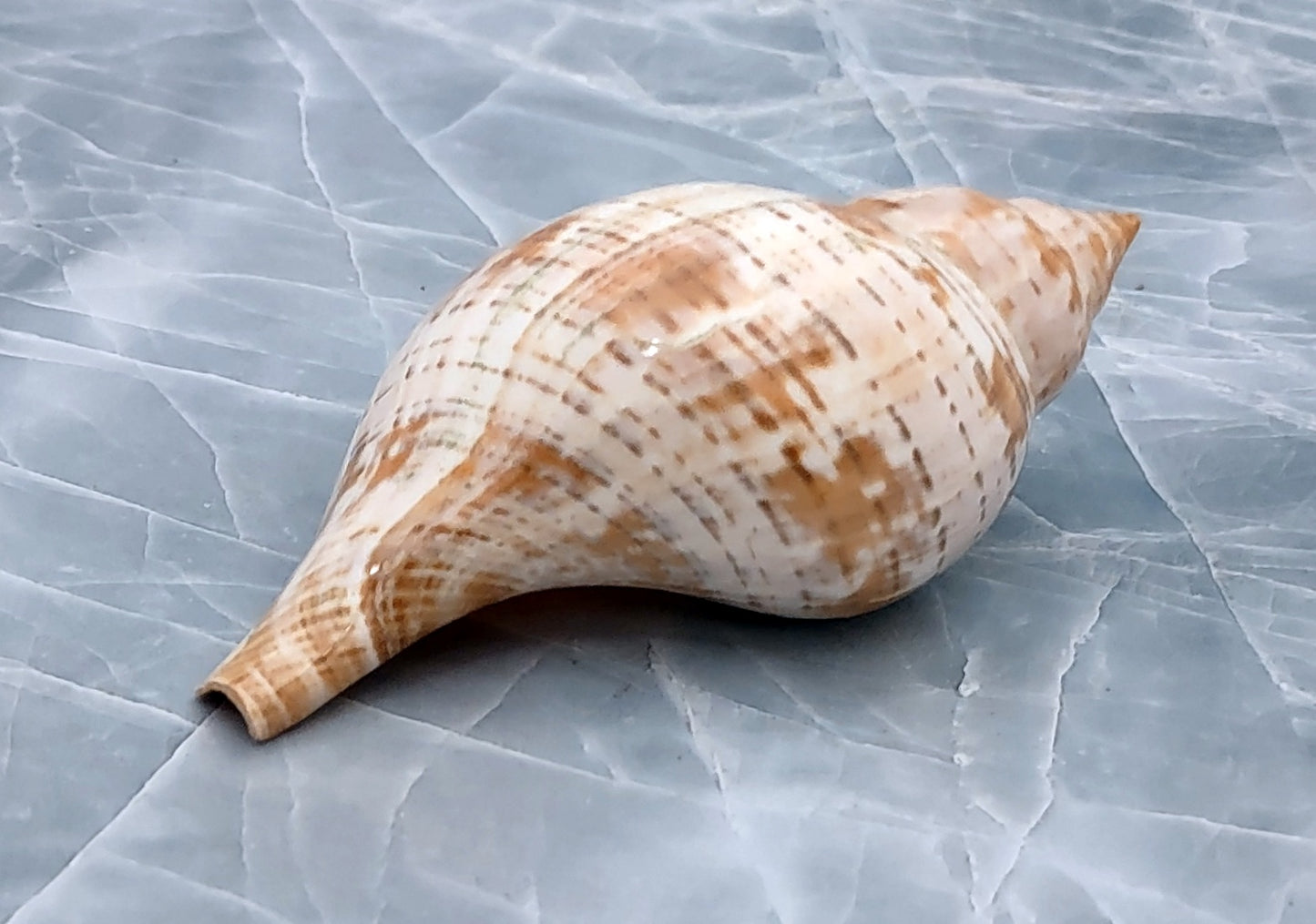 True Tulip Seashell - Fasciolaria Tulipa - (1 shell approx. 3-4 inches). Multiple shells laying to show the different angles of the coloring, shape, and patterns. Copyright 2022 SeaShellSupply.com.