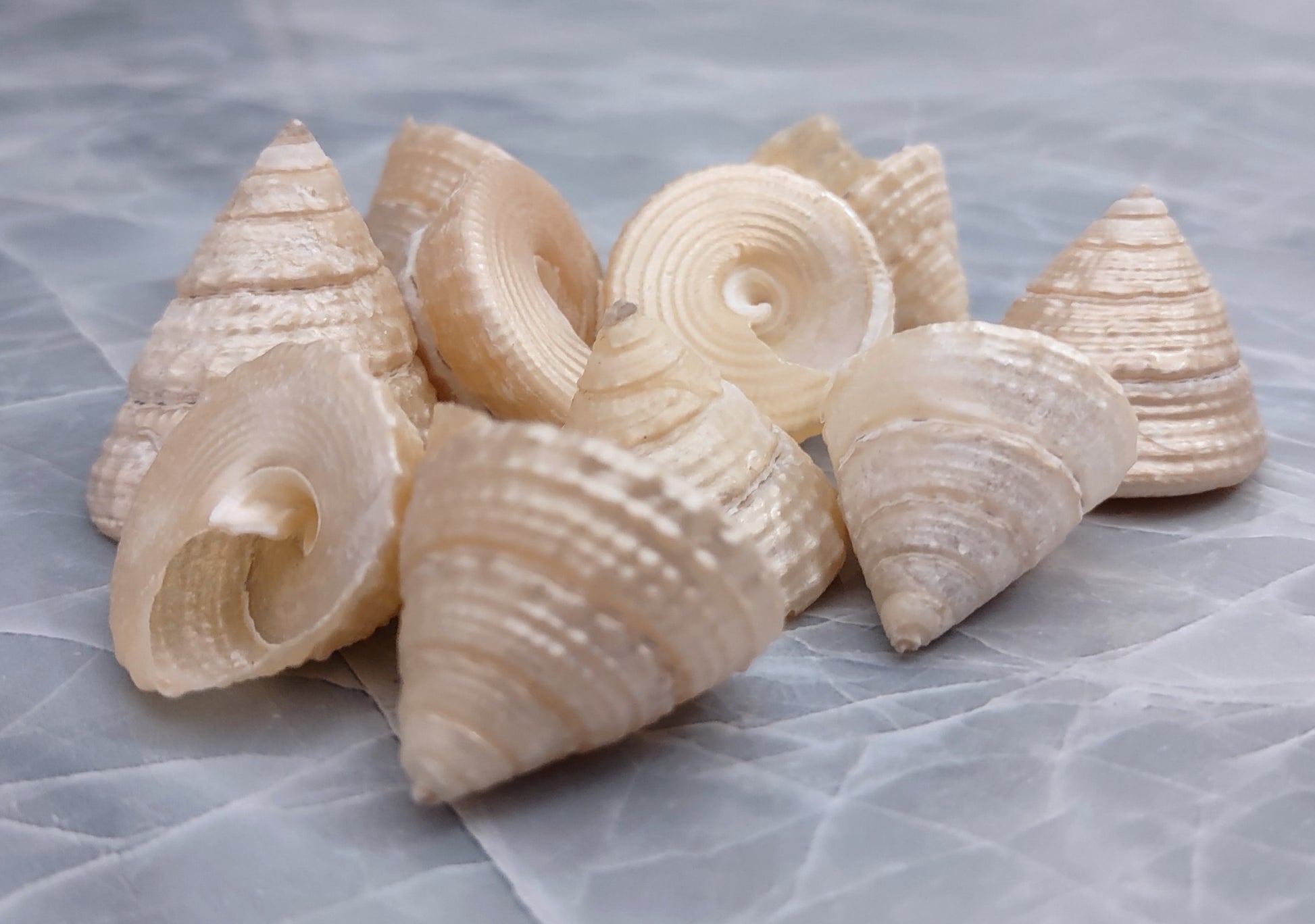 Pearlized Trochus Seashell - Trochus Niloticus - (10 shells approx. .75-1 inch). Multiple white shiny spiral shells in a grouping. Copyright 2022 SeaShellSupply.com.