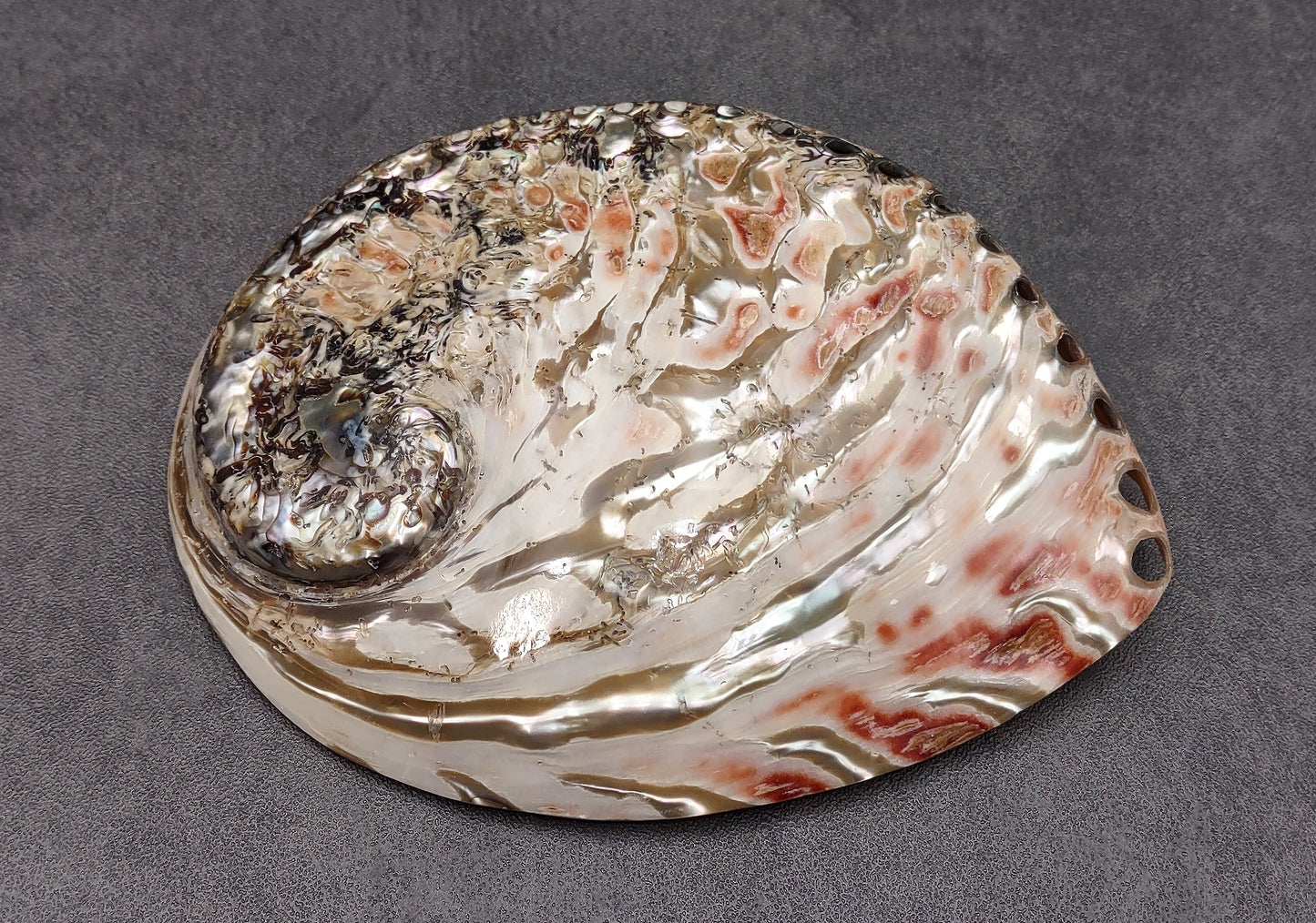 Polished White Abalone Midas Seashell Haliotis Midae (1 shell approx. 5+ inches) Iridescent shell polished for display, crafts & collecting!