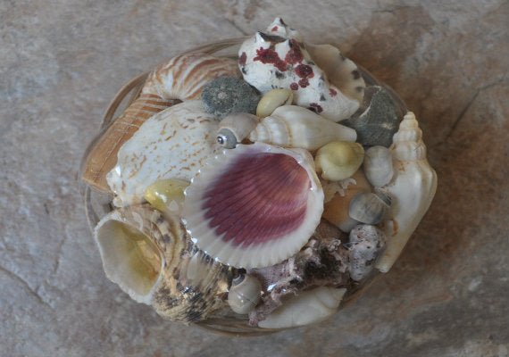 Mixed Shell Assortment in Basket (4 inches). Multiple different colored shells of different sizes in a little variety pack. Copyright 2022 SeaShellSupply.com.