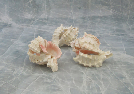 Multi Cut Pink Murex - Murex Erythrostomus - (3 Shells approx. 2.5-3 inches). Three white spiked shells with a lighter pink inside and wide spiral. Copyright 2022 SeaShellSupply.com.