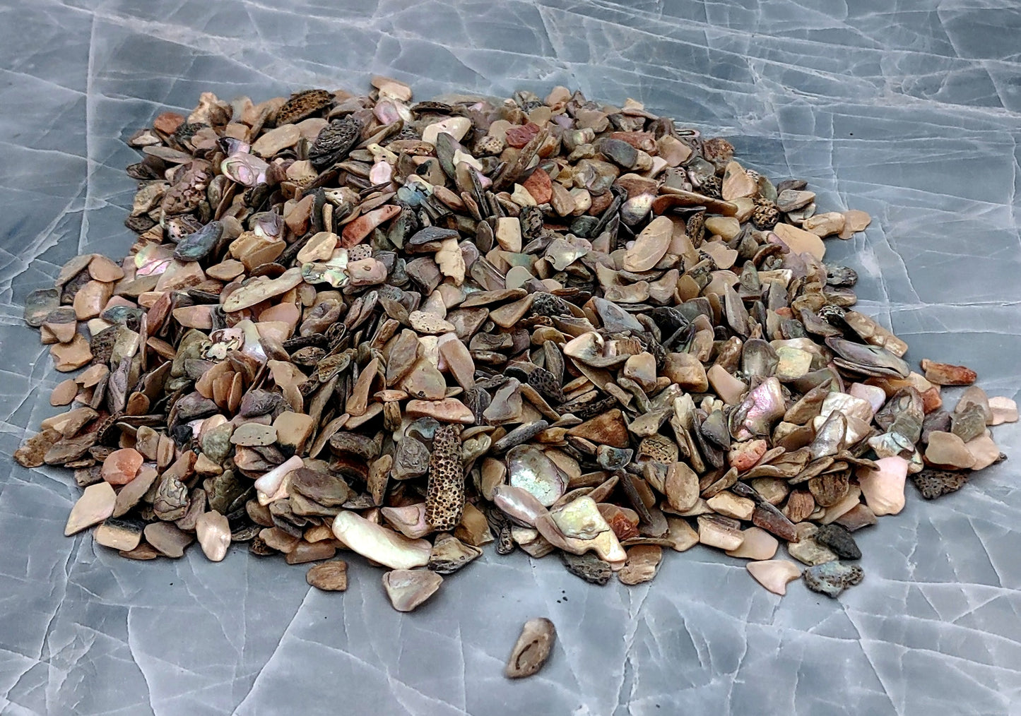 Abalone Chips (1 pound, approx. 900-1,100 chips .25 - .5 inches). Multiple differently colored shapes and shells in a pile. Copyright 2022 SeaShellSupply.com.