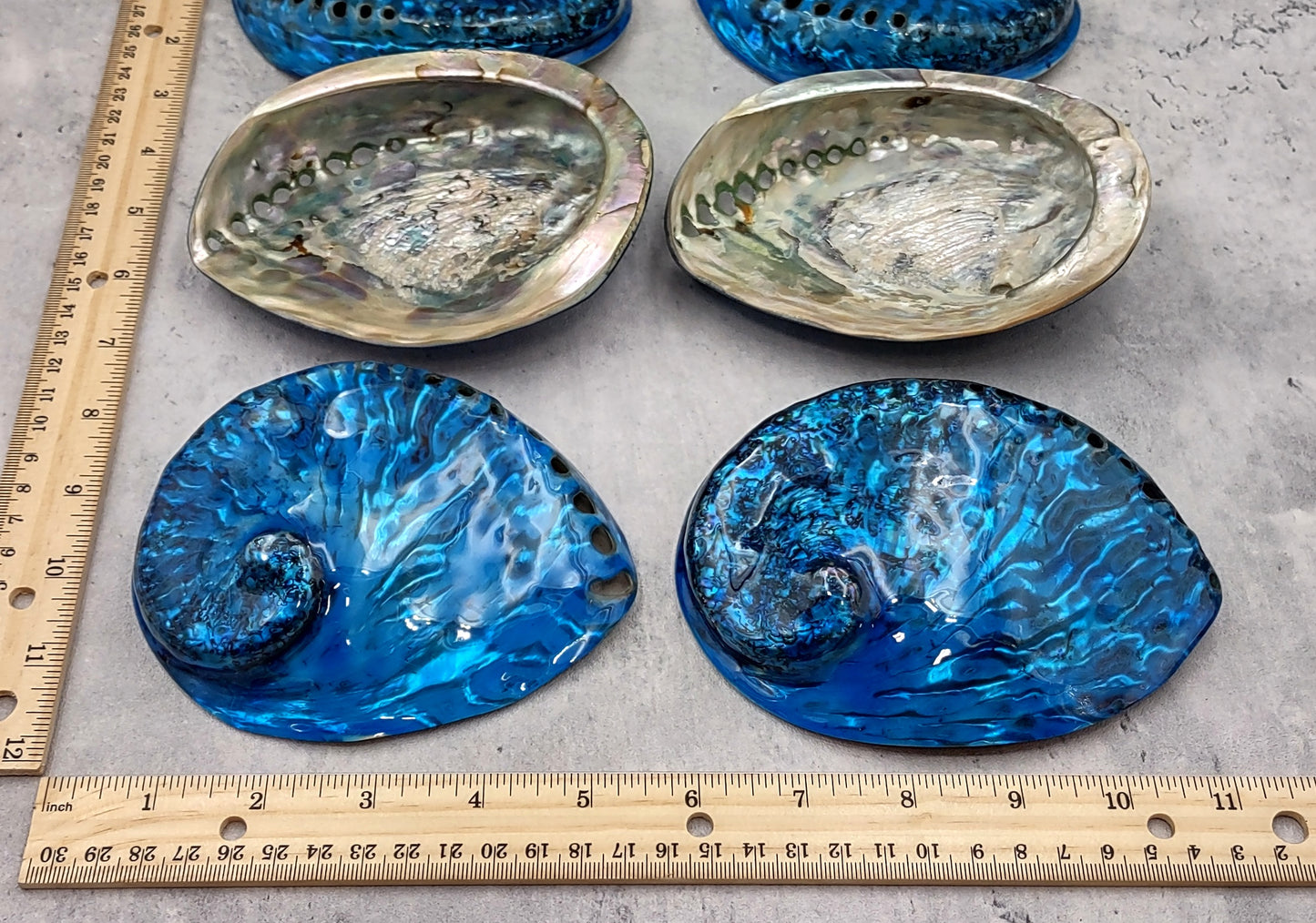 Polished Blue Dyed Abalone Midas Seashell Haliotis Midae (1 shell approx. 5+ inches) Blue tinted shells for display crafts & collecting!