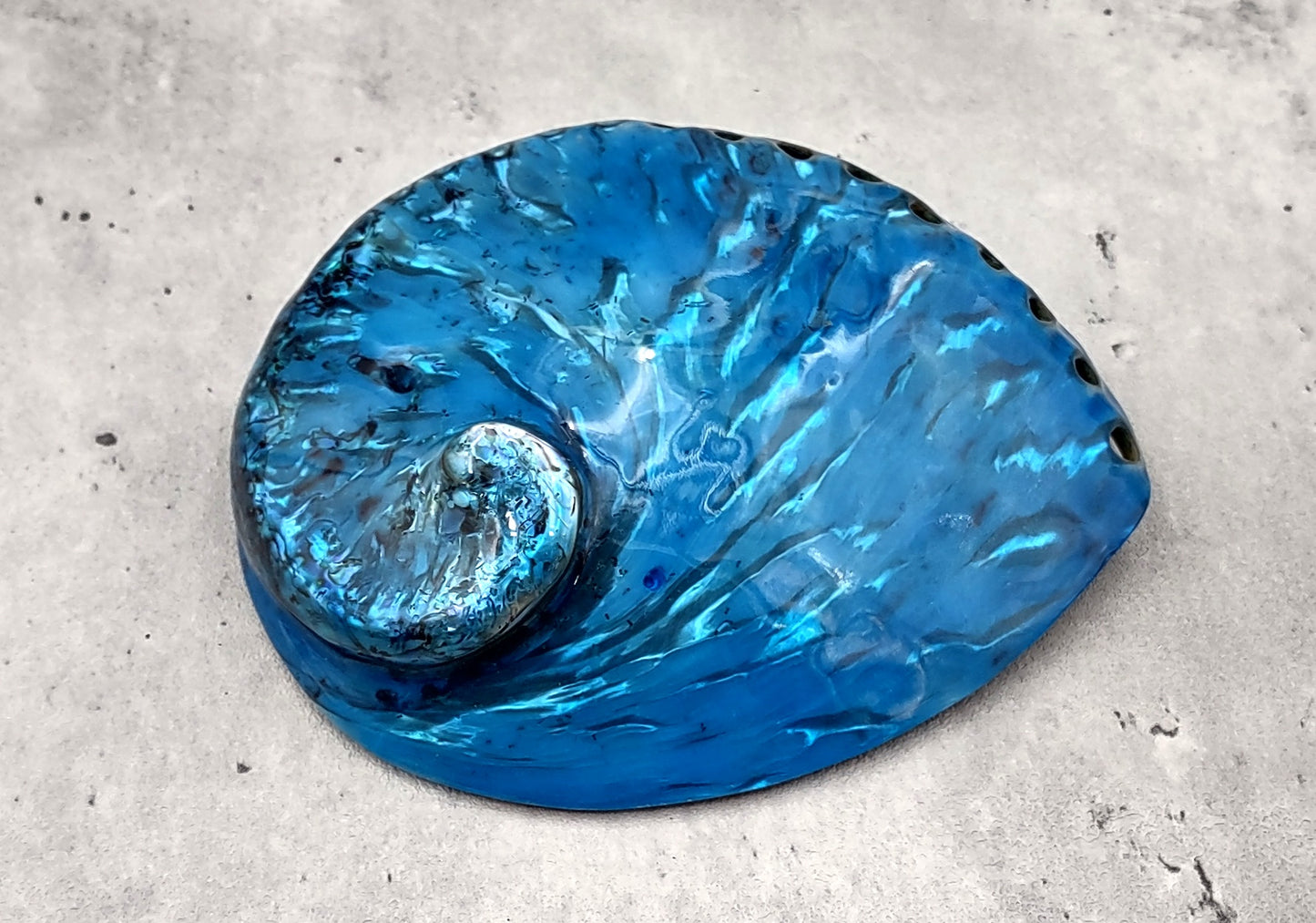 Polished Blue Dyed Abalone Midas Seashell Haliotis Midae (1 shell approx. 5+ inches) Blue tinted shells for display crafts & collecting!