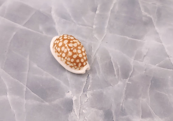 Large Sieve Cowrie - Cypraea Cribraria - (1 shell, 1-1.25 inches). Tan or caramel shell with white edges and white dots. Copyright 2022 SeaShellSupply.com.