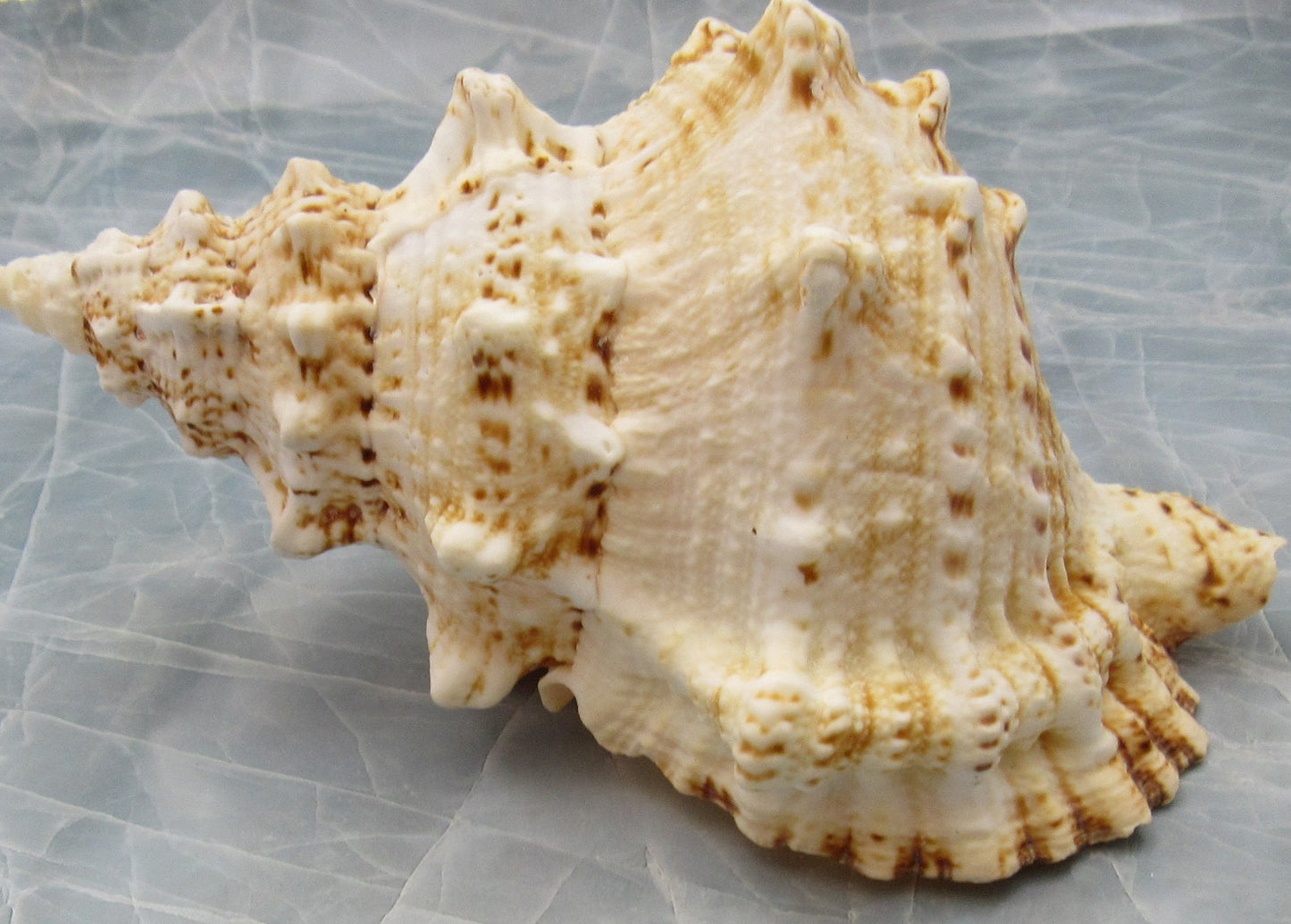 Nutmeg Snail Seashells Cancellara Undulata (15 shells approx. 1+ inches) Adorable shells for any coastal collection or display! Brown and tan pastel shells. Copy right 2024 SeaShellMart101.com