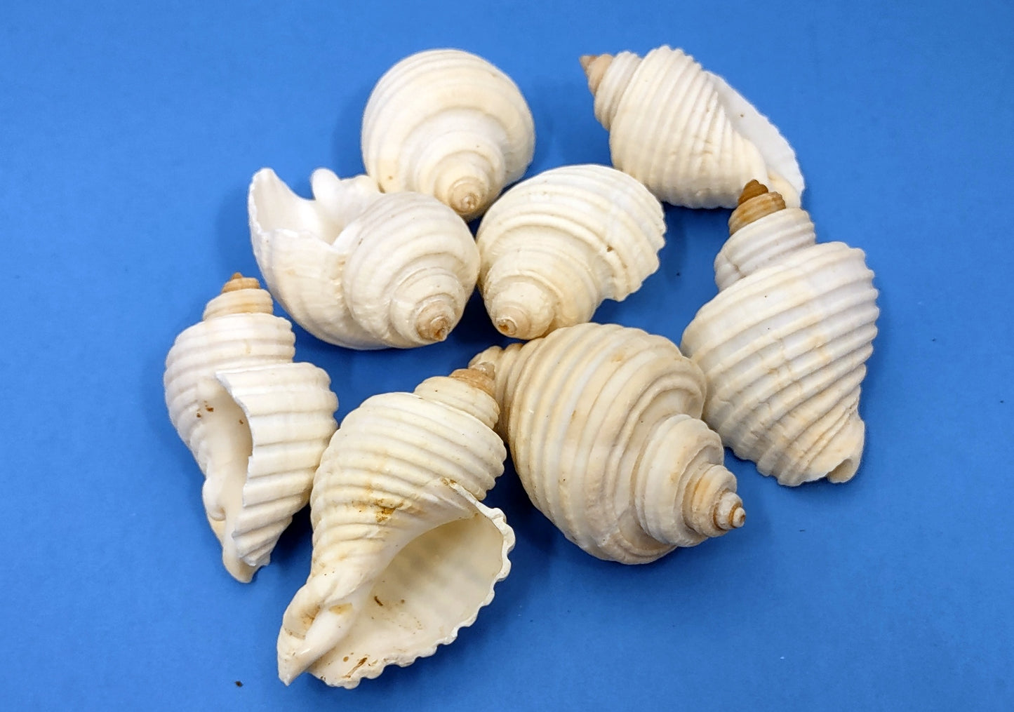 Groovy White Shells - Macron Aethiops - (8 shells approx. 2-2.5 inches). Multiple white ribbed spiral shells in a pile. Copyright 2022 SeaShellSupply.com.