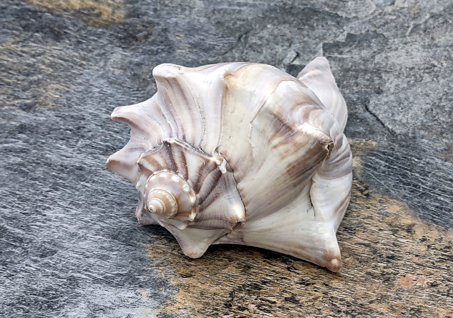 Right Handed Whelk Seashell Knobbed Dark Streaked Busycon Carica (1 shell approx. 5+ inches) Natural sea shells for display & collecting! Light tan spiral shell with smaller spikes. Copy right 2024 SeaShellMart.com