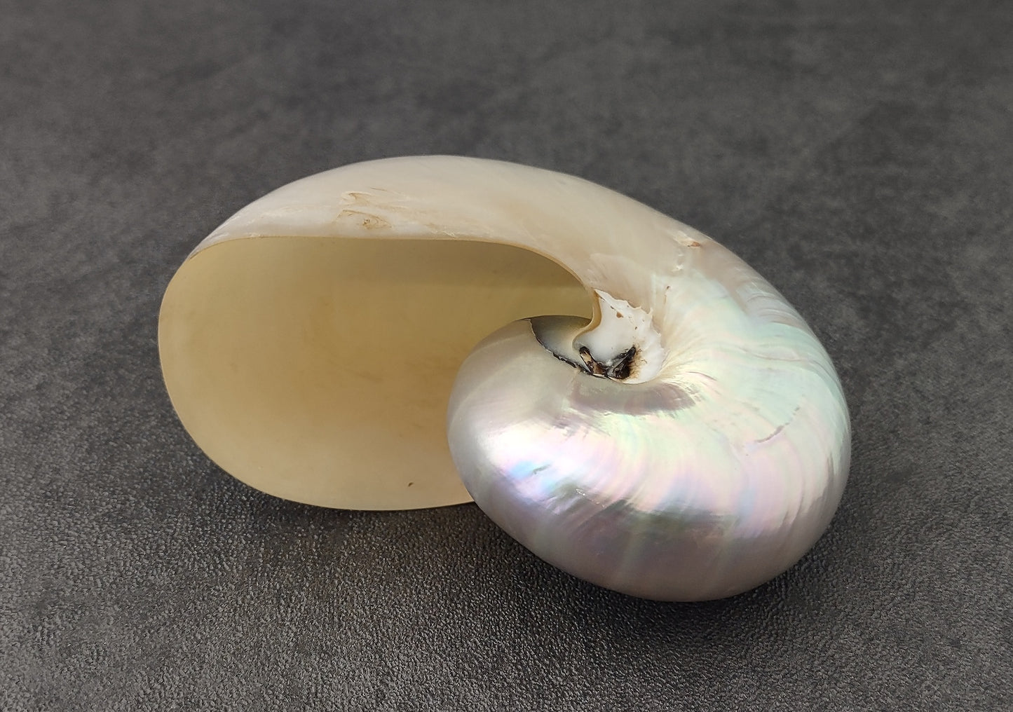Pearlized Nautilus Polished Seashell - Nautilus Pompilius - (1 shell approx. 2-3 inches) on dark background. Copyright 2022 SeaShellSupply.com.