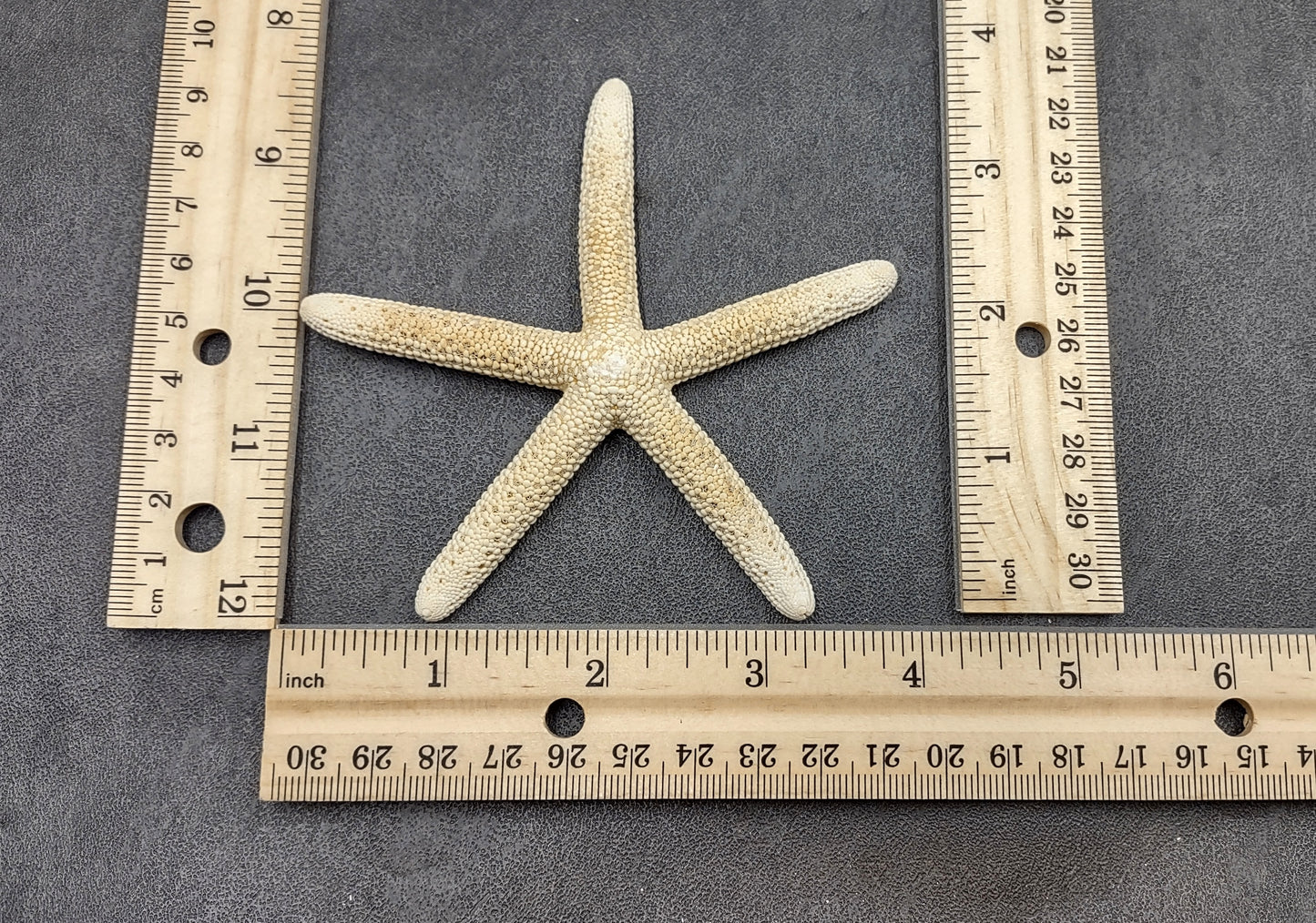 White Finger Starfish - Linckia Laevigata - (3 starfish approx. 3-4 inches) Great for ocean displays, art projects, crafts & collecting!. On dark background. Copyright 2022 SeaShellSupply.com.