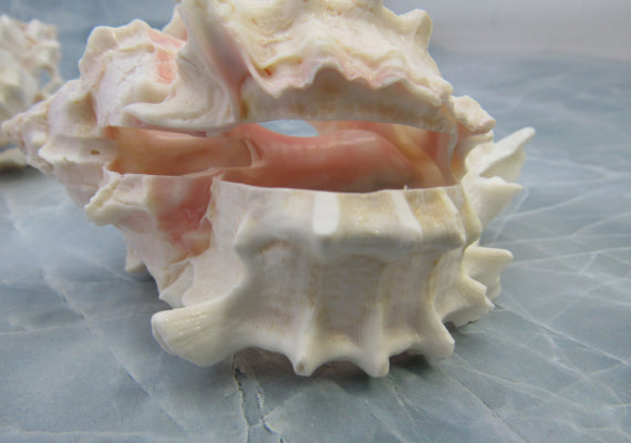 Multi Cut Pink Murex - Murex Erythrostomus - (3 Shells approx. 2.5-3 inches). Three white spiked shells with a lighter pink inside and wide spiral. Copyright 2022 SeaShellSupply.com.