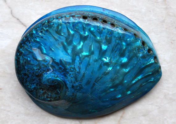 Polished Blue Dyed Abalone Midas Seashell Haliotis Midae (1 shell approx. 5+ inches) Blue tinted shells for display crafts & collecting!