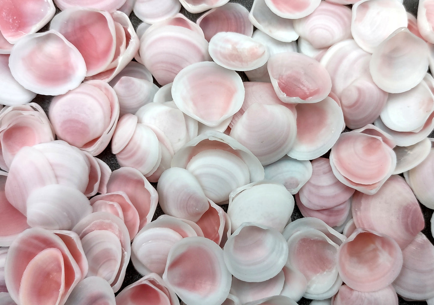 Light Pink Tellin Seashell Rose Petal Halves (approx. 0.25 cup 20+ shells 0.75+ inches) Copyright 2024 SeaShellSupply.com.