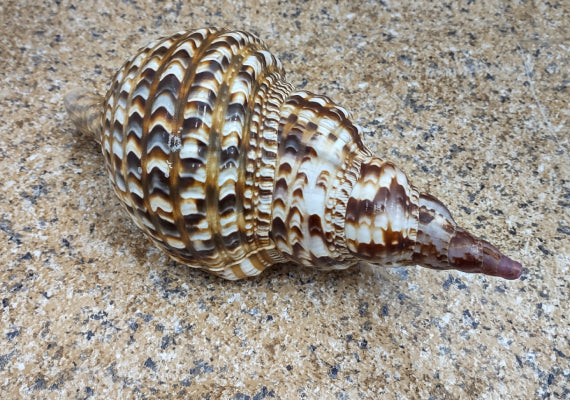 Caribbean Triton - Charonia Tritonis - (1 shell approx. 9-10 inches). brown, white, and black dotted spiral linear designed shell with a wide opening on the side. Copyright 2022 SeaShellSupply.com.