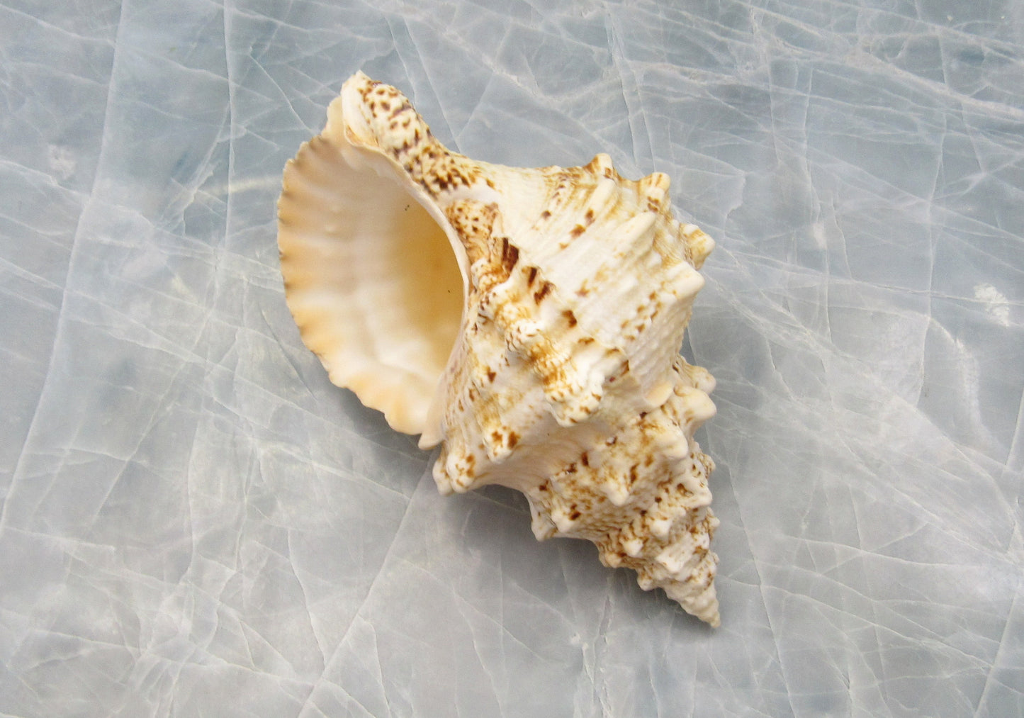 Nutmeg Snail Seashells Cancellara Undulata (15 shells approx. 1+ inches) Adorable shells for any coastal collection or display! Brown and tan pastel shells. Copy right 2024 SeaShellMart101.com