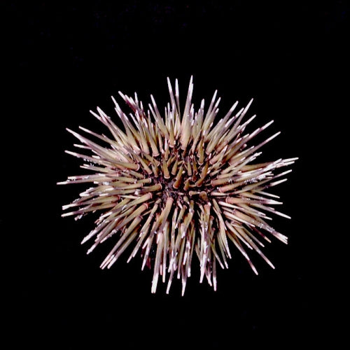 Sea Urchin w/Spines - Echinometra Mathaei - (2 urchins approx. 2.5-3.5 inches). One colored piked Sea Urchin. Copyright 2022 SeaShellSupply.com.
