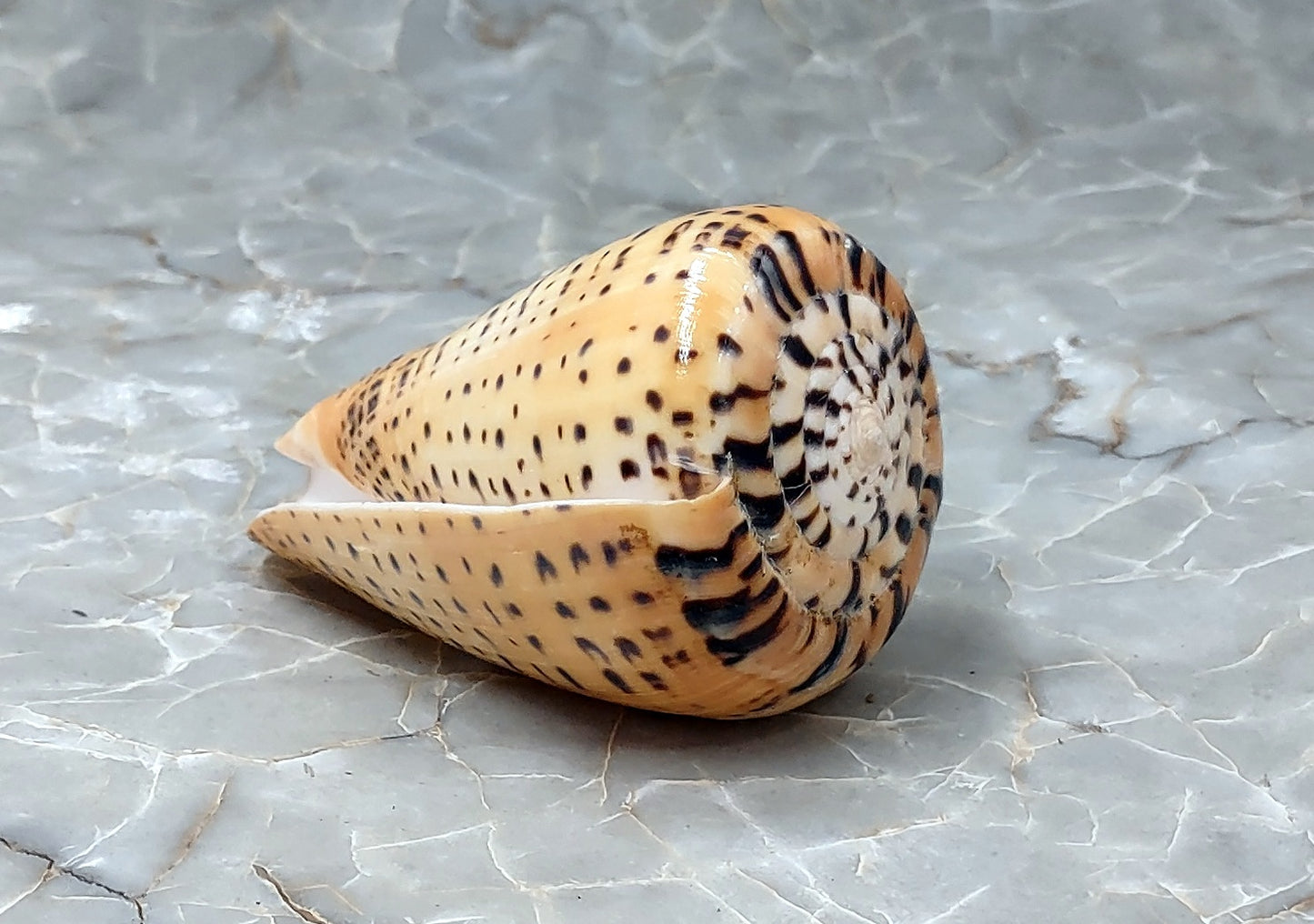 Beech Cone Polished Seashell - Conus Betulinus - (1 shell approx. 3.5-4 inches). Orange and black wrapped wide spiral shell with black dotted designs around the outer side. Copyright 2022 SeaShellSupply.com.