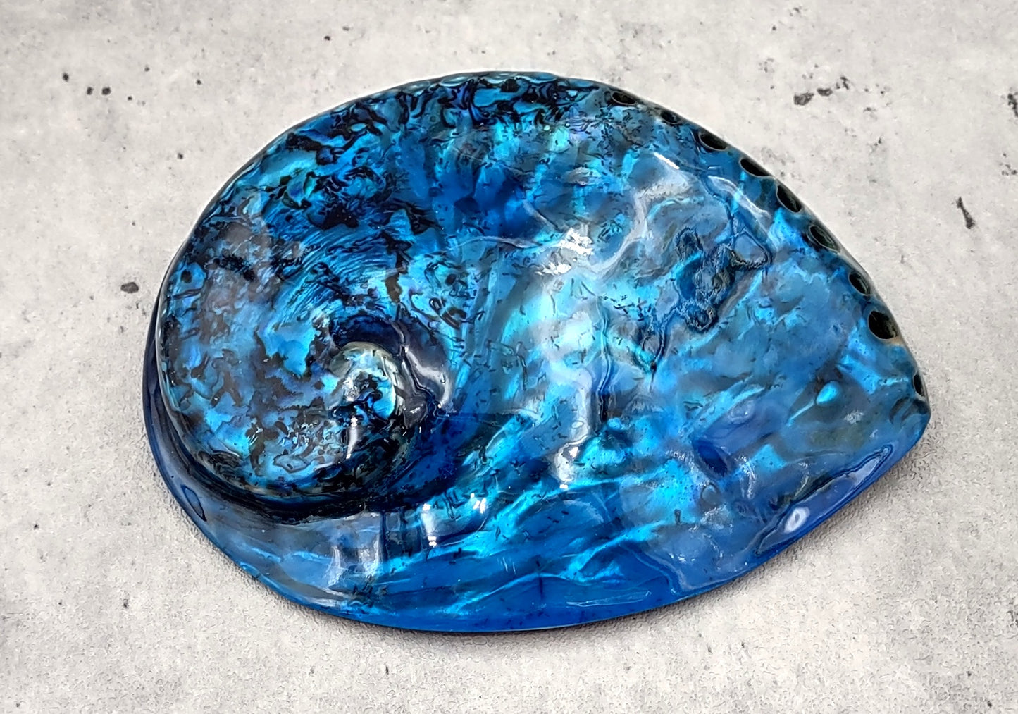 Polished Blue Dyed Abalone Midas Seashell Haliotis Midae (1 shell approx. 5+ inches) Blue tinted shells for display crafts & collecting!