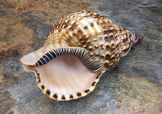 Caribbean Triton - Charonia Tritonis - (1 shell approx. 9-10 inches). brown, white, and black dotted spiral linear designed shell with a wide opening on the side. Copyright 2022 SeaShellSupply.com.