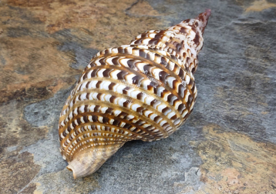 Caribbean Triton - Charonia Tritonis - (1 shell approx. 9-10 inches). brown, white, and black dotted spiral linear designed shell with a wide opening on the side. Copyright 2022 SeaShellSupply.com.