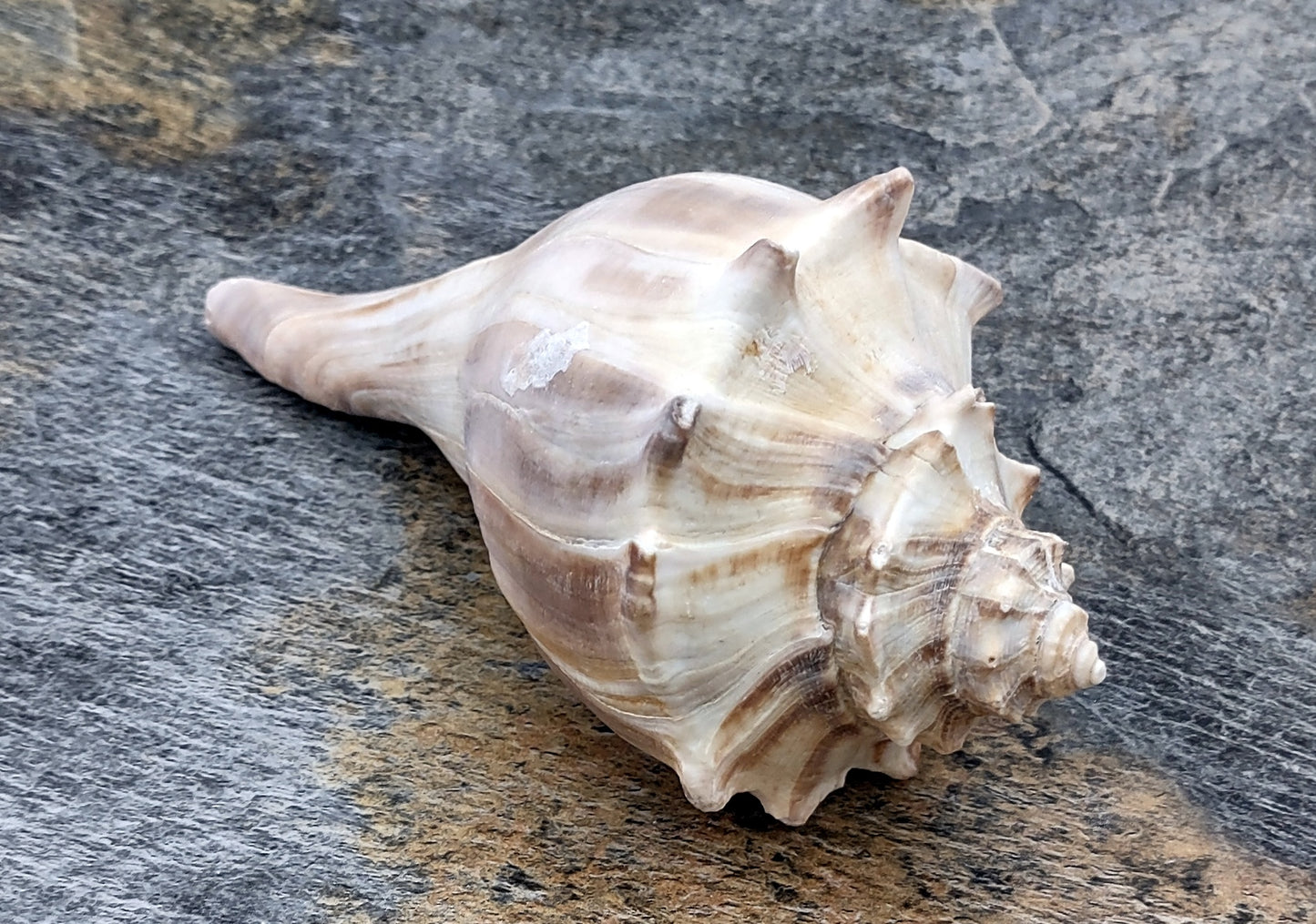 Right Handed Whelk Seashell Knobbed Dark Streaked Busycon Carica (1 shell approx. 5+ inches) Natural sea shells for display & collecting! Light tan spiral shell with smaller spikes. Copy right 2024 SeaShellMart.com