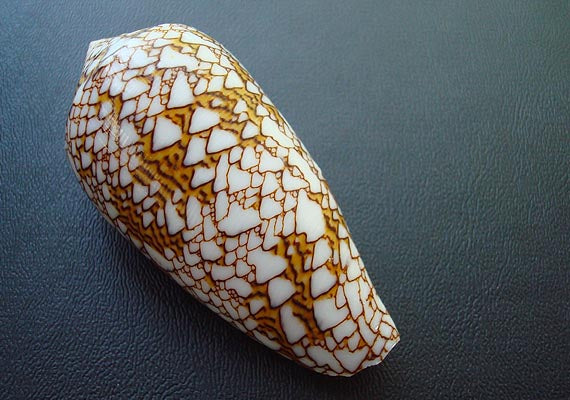 Cloth of Gold Cone Seashell - Conus Textile - (1 shell approx. 2.5-3 inches). One white, brown, and orange patterned beautiful shell with almost a mountain like pattern. Copyright 2022 SeaShellSupply.com.
