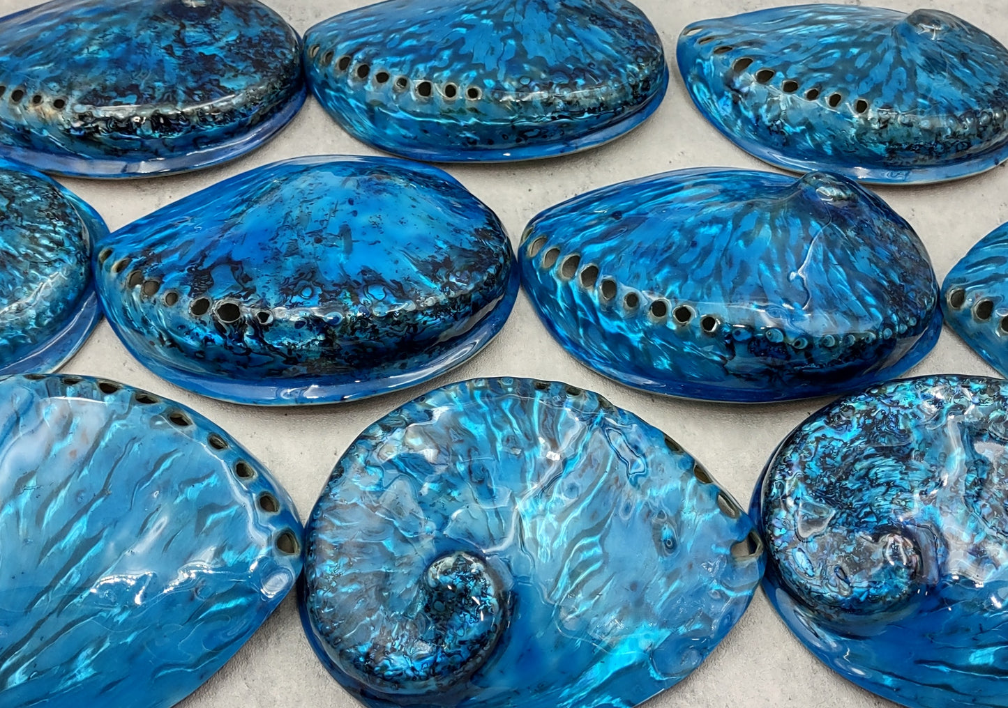 Polished Blue Dyed Abalone Midas Seashell Haliotis Midae (1 shell approx. 5+ inches) Blue tinted shells for display crafts & collecting!