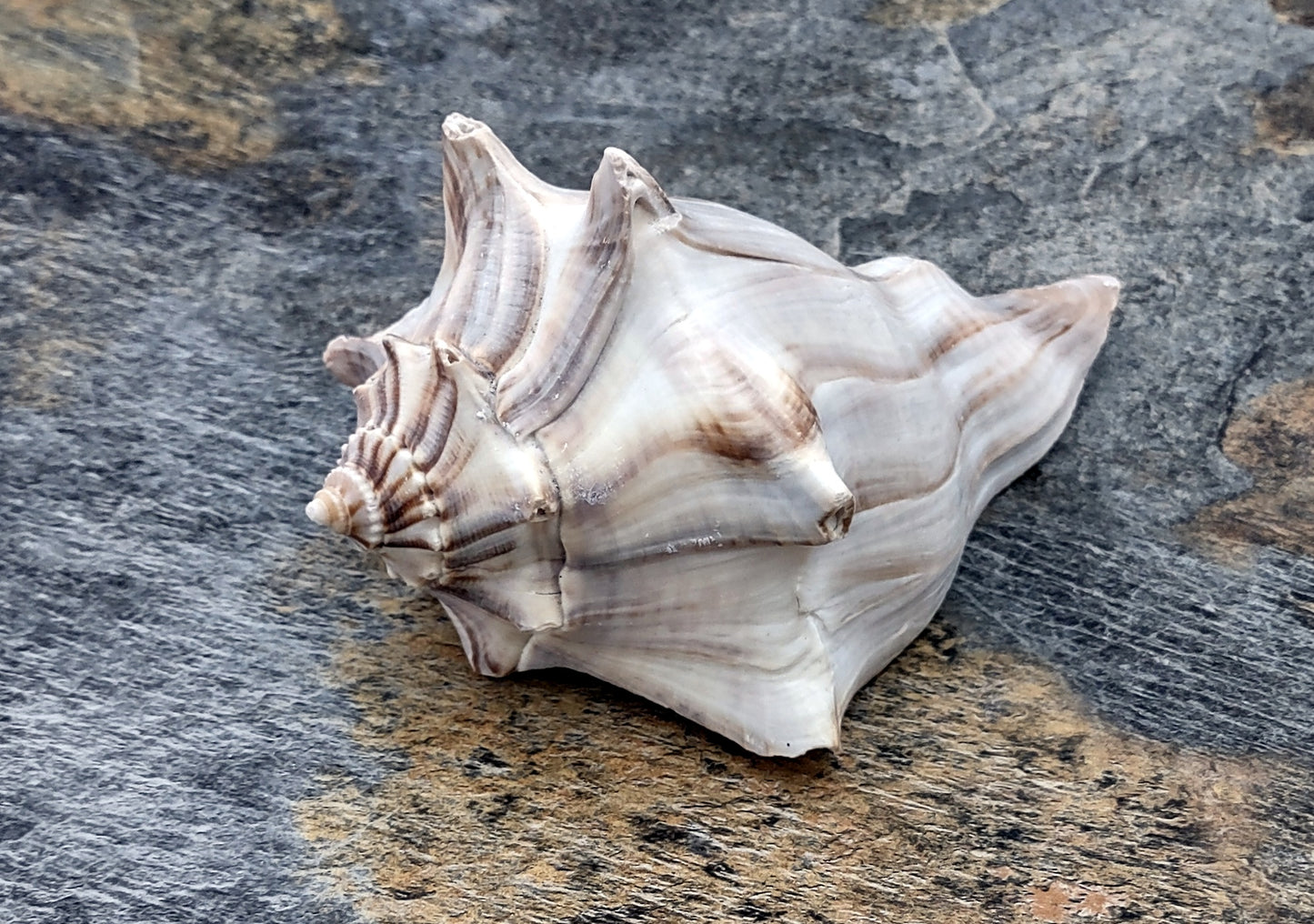 Right Handed Whelk Seashell Knobbed Dark Streaked Busycon Carica (1 shell approx. 5+ inches) Natural sea shells for display & collecting! Light tan spiral shell with smaller spikes. Copy right 2024 SeaShellMart.com