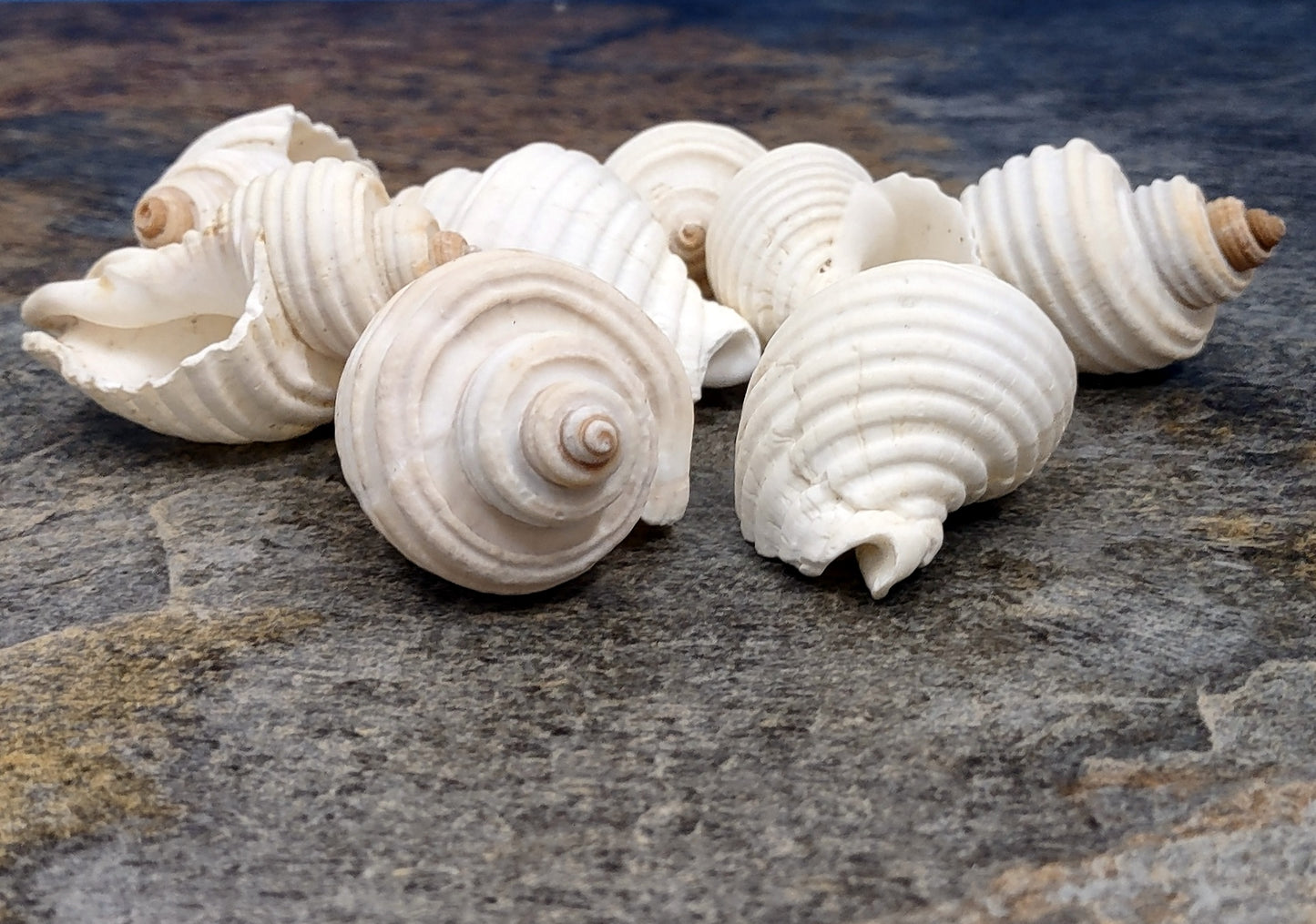 Groovy White Shells - Macron Aethiops - (8 shells approx. 2-2.5 inches). Multiple white ribbed spiral shells in a pile. Copyright 2022 SeaShellSupply.com.