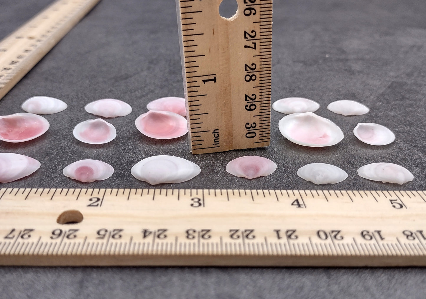 Light Pink Tellin Seashell Rose Petal Halves (approx. 0.25 cup 20+ shells 0.75+ inches) Copyright 2024 SeaShellSupply.com.