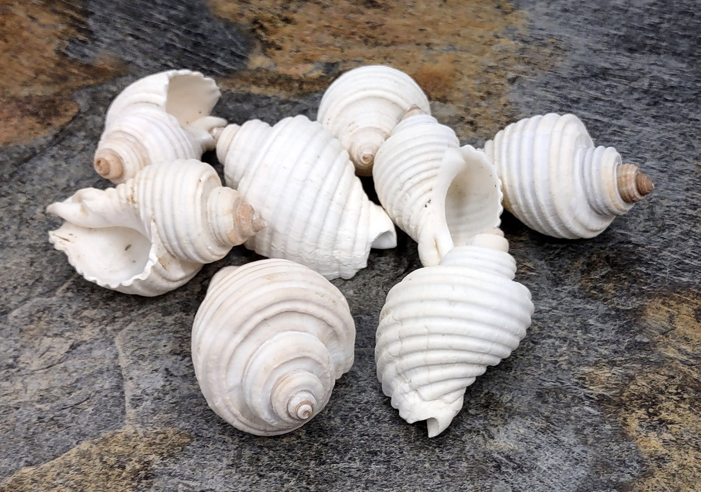 Groovy White Shells - Macron Aethiops - (8 shells approx. 2-2.5 inches). Multiple white ribbed spiral shells in a pile. Copyright 2022 SeaShellSupply.com.