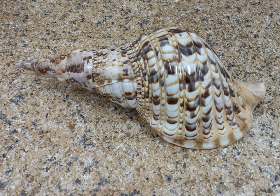 Pacific Triton - Charonia Tritonis - (1 shell approx. 10-11 inches). Brown and white dotted shell with ribs and a wide curled opening and long spiral. Copyright 2022 SeaShellSupply.com.