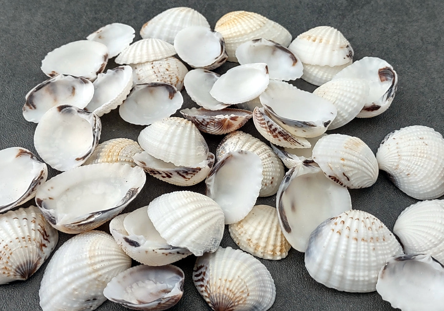 Speckled White Clam Shells - Clycymeris Pectunculus - (approx. 40-50 shells .75-1.5 inches) on dark grey background. Copyright 2022 SeaShellSupply.com.