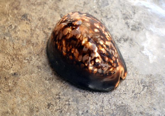 Humpback Cowrie Seashell (2.5-3.5 inches) - Cypraea Mauritiana. One wide bottomed shell with a brown and tan pattern on the back. Copyright 2022 SeaShellSupply.com.