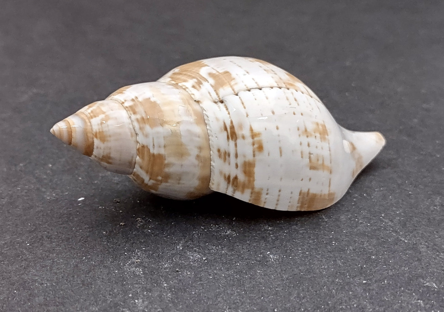 True Tulip Seashell - Fasciolaria Tulipa - (1 shell approx. 3-4 inches). Multiple shells laying to show the different angles of the coloring, shape, and patterns. Copyright 2022 SeaShellSupply.com.